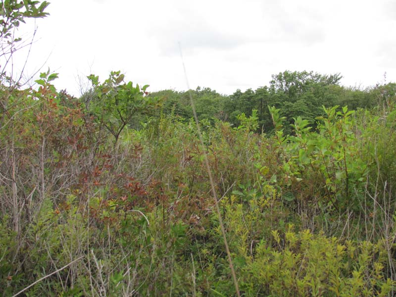 Buttonbush wetland